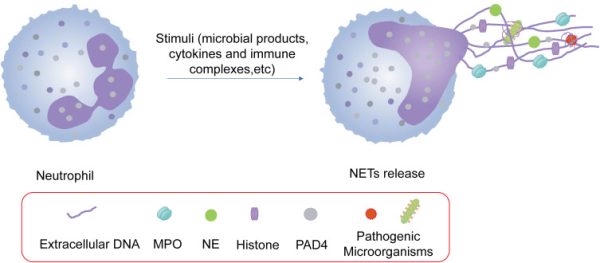 Resim: https://pubmed.ncbi.nlm.nih.gov/38523684/